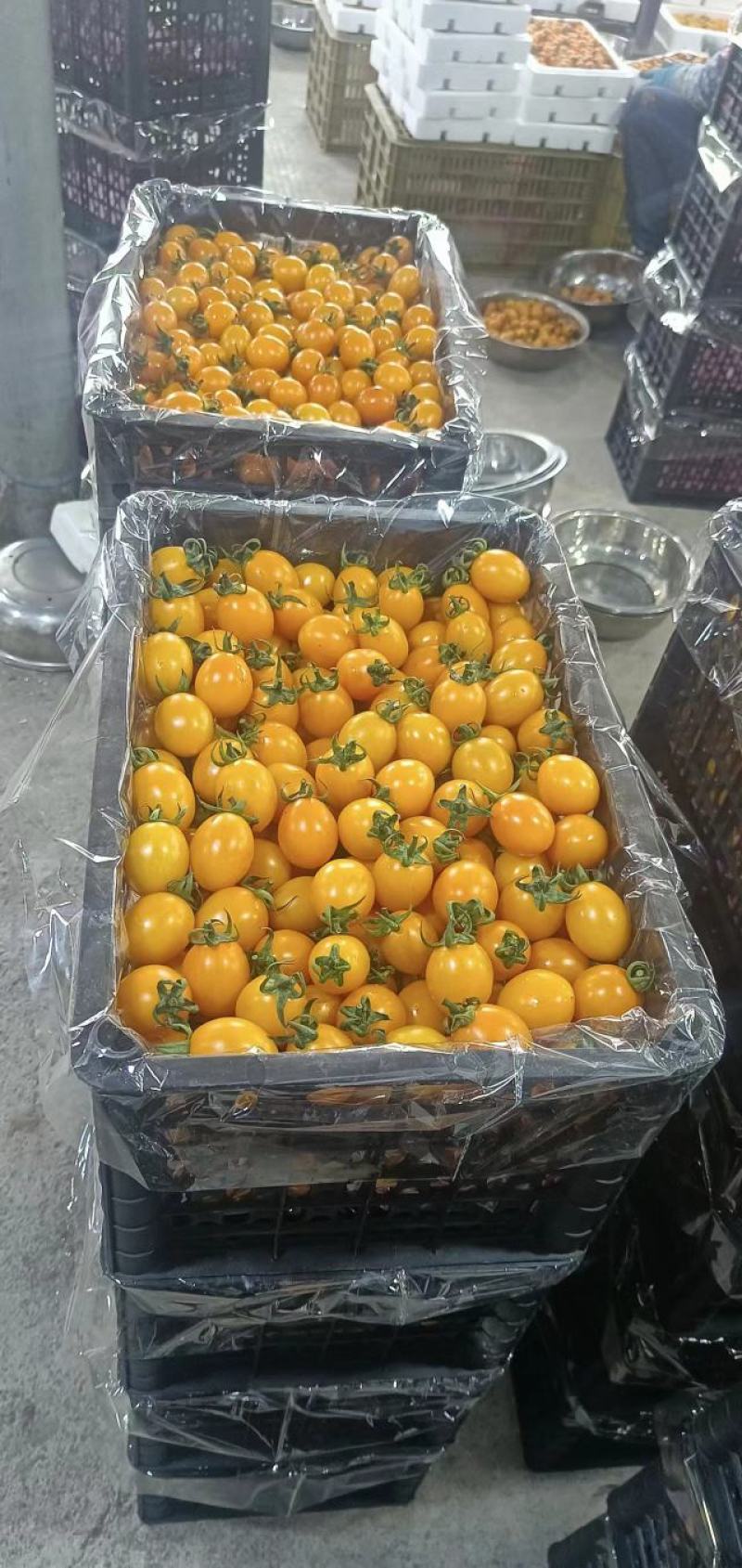 【推荐】广西圣女果清脆爽口果肉细腻香鲜甜地质量保证