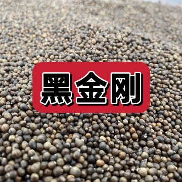 野生黑金刚籽无硫新货阳起籽泡水泡茶泡酒(硬来新春)