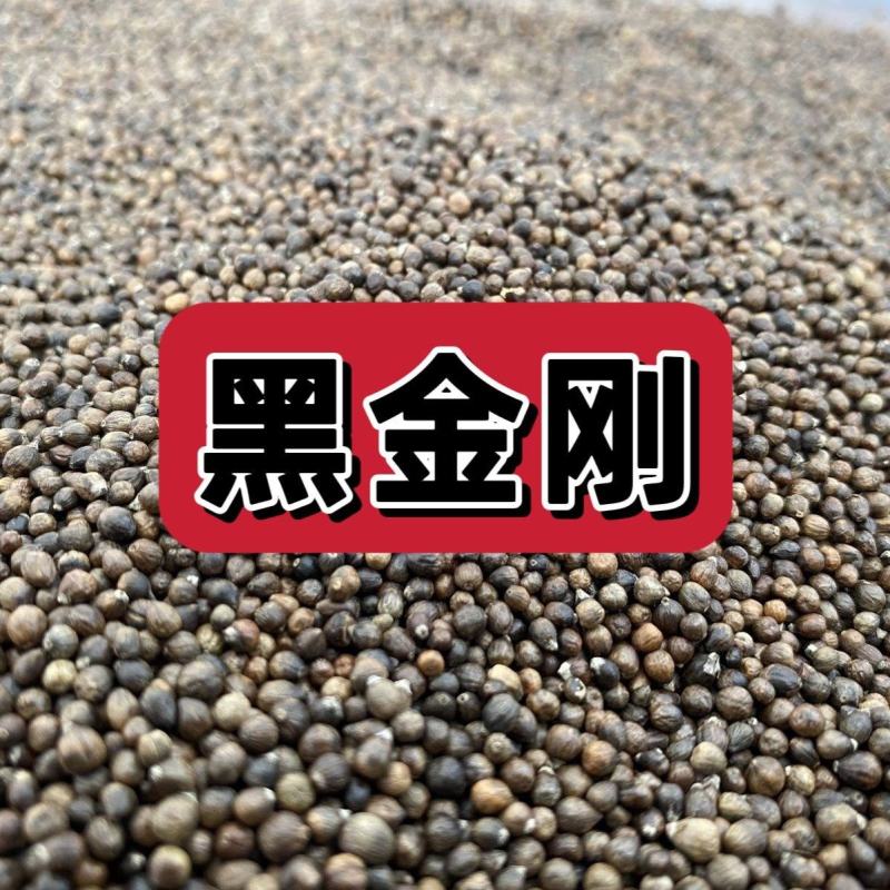 野生黑金刚籽无硫新货阳起籽泡水泡茶泡酒(硬来新春)