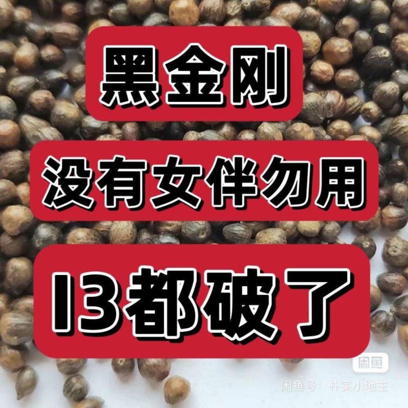 野生黑金刚籽无硫新货阳起籽泡水泡茶泡酒(硬来新春)