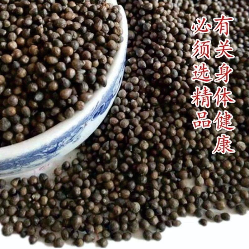 野生黑金刚籽无硫新货阳起籽泡水泡茶泡酒(硬来新春)