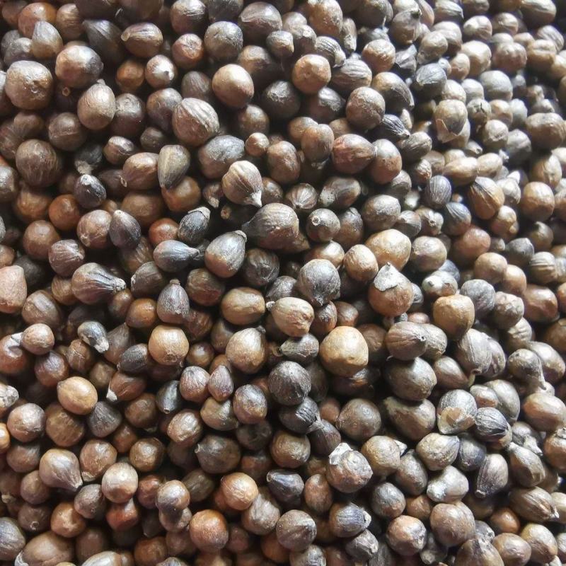 野生黑金刚籽无硫新货阳起籽泡水泡茶泡酒(硬来新春)