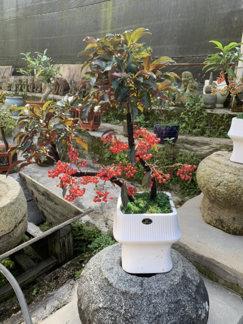 富贵籽基地直销，工艺组盆和精品单颗都有！