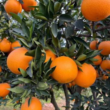 成都三溪脐橙