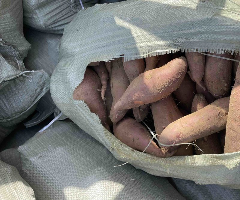 大量供应精品济薯26加工厂26支持各种规格