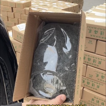 盐渍裙带菜5斤一箱鲜嫩不碎厂家直发一手货源量大从优