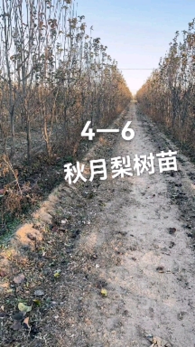 4—7公分秋月小梨树，杜梨根系，量大
