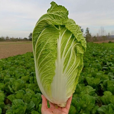 大白菜新鲜夏阳白菜黄心白菜大量供应全国发货欢迎来电