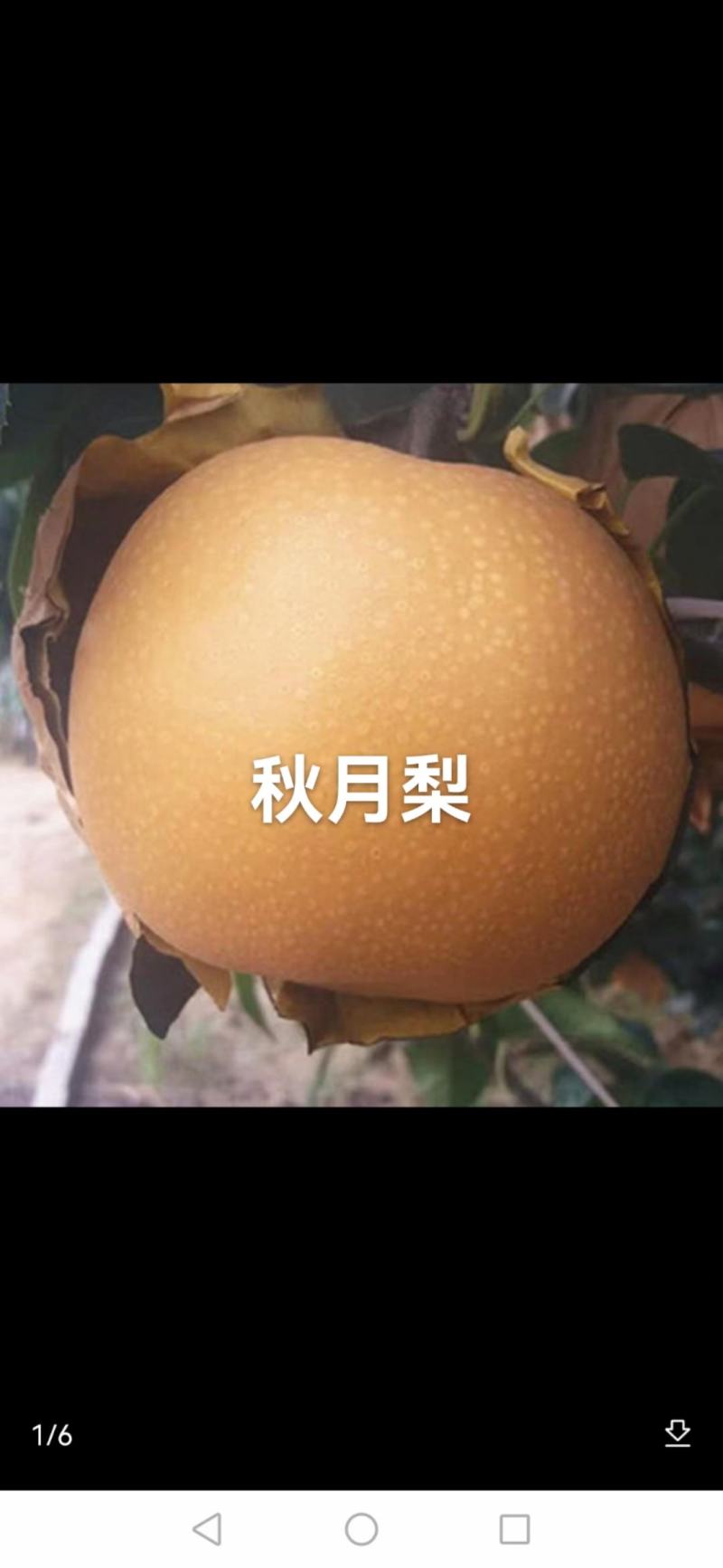 4—7公分秋月小梨树，杜梨根系，量大