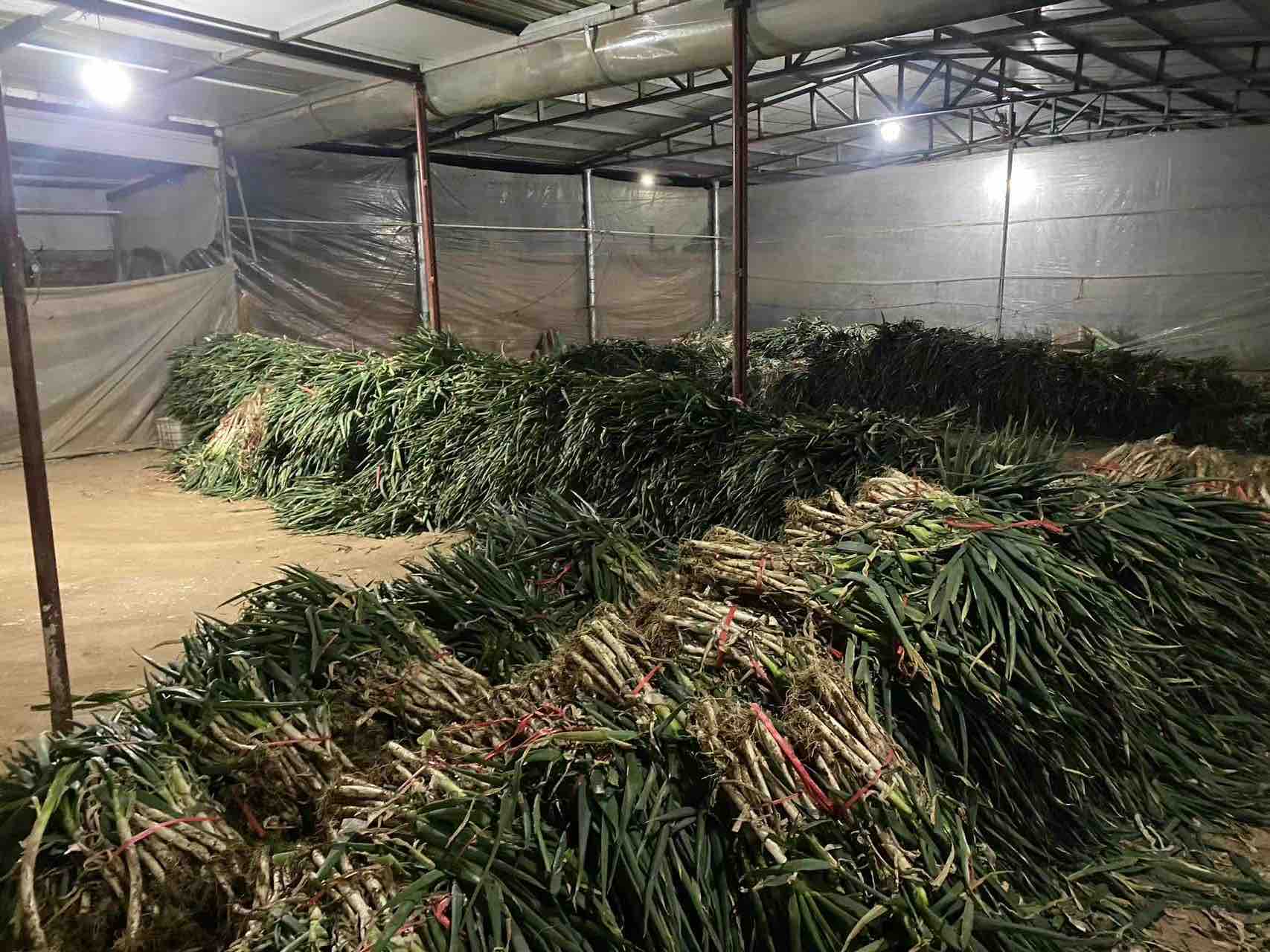 信息图表展示铁杆大葱的主要营养成分与潜在风险因子对比,左侧列出维生素C、钾、膳食纤维等有益成分,右侧标注草酸、硫化物、农药残留等风险点,中间用天平图标平衡呈现,配色专业清晰 铁杆大葱营养成分分析图示