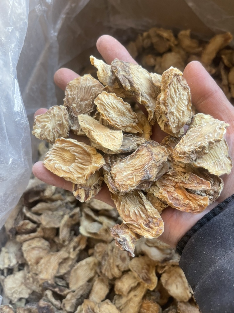 沙漠冬季肉苁蓉切片
