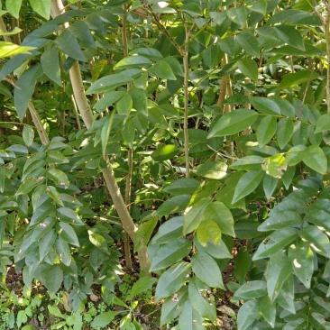 黄花梨苗黄花梨海南黄花梨