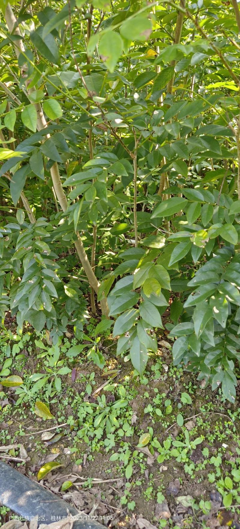 黄花梨苗黄花梨海南黄花梨