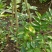 黄花梨苗黄花梨海南黄花梨