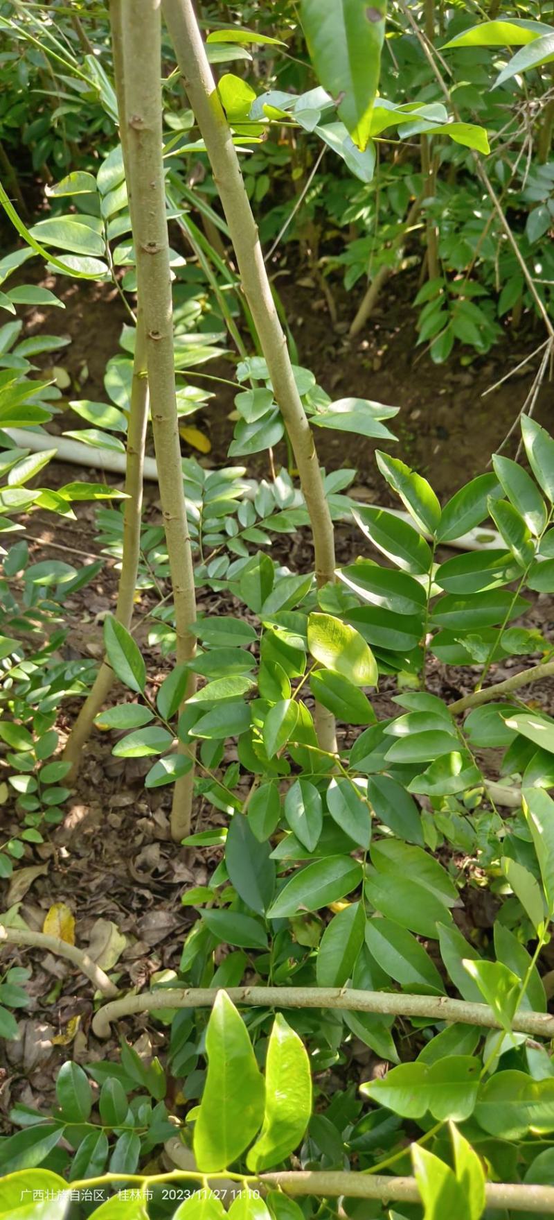 黄花梨苗黄花梨海南黄花梨
