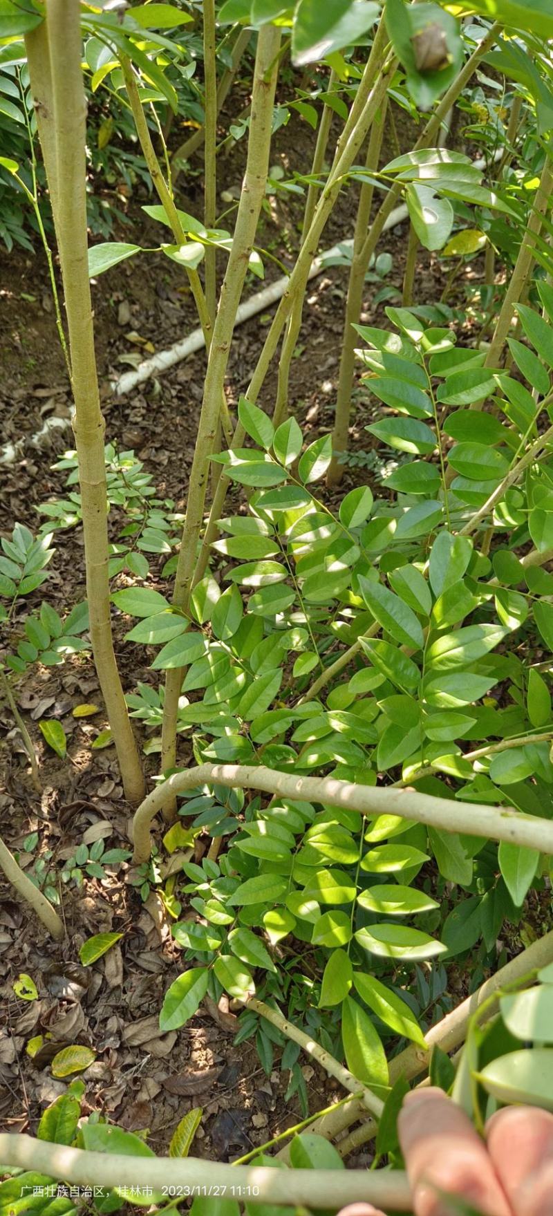 黄花梨苗黄花梨海南黄花梨