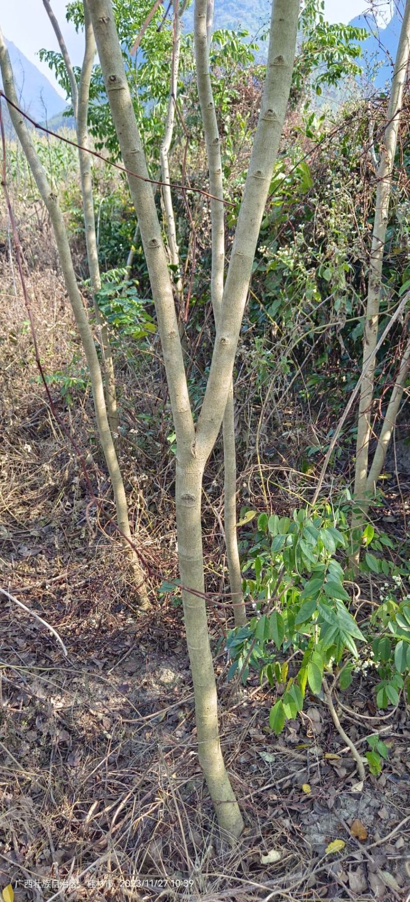 黄花梨苗黄花梨海南黄花梨