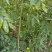 黄花梨苗黄花梨海南黄花梨