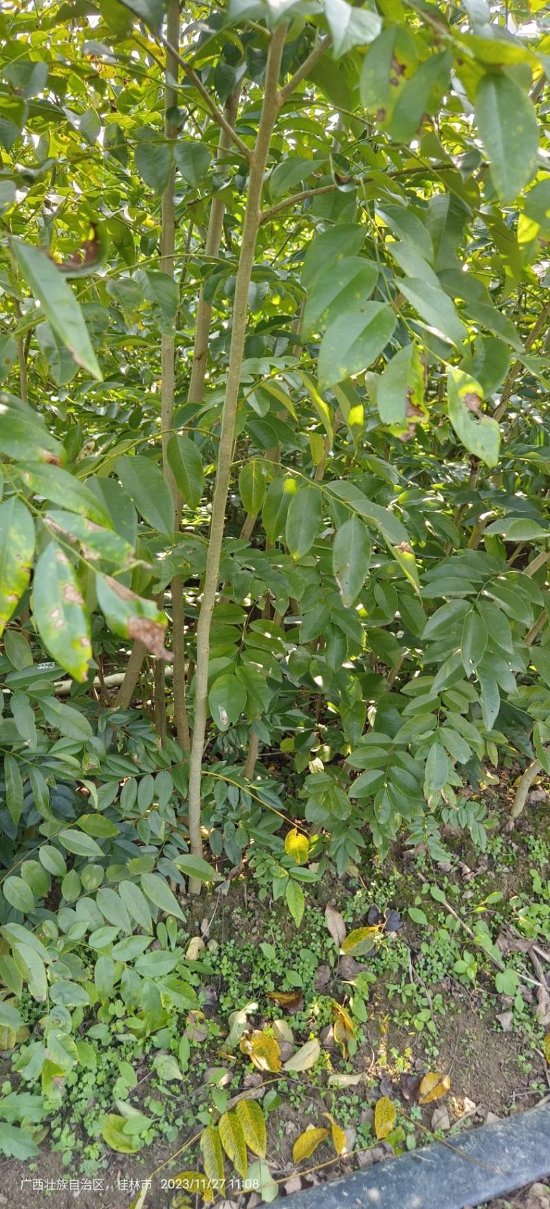 黄花梨苗黄花梨海南黄花梨