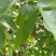 黄花梨苗黄花梨海南黄花梨