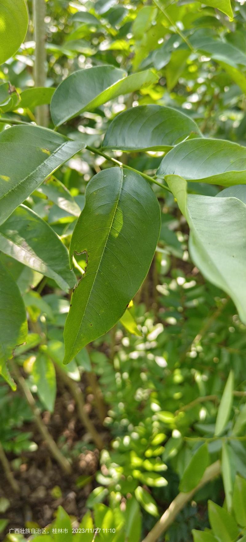 黄花梨苗黄花梨海南黄花梨