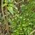黄花梨苗黄花梨海南黄花梨