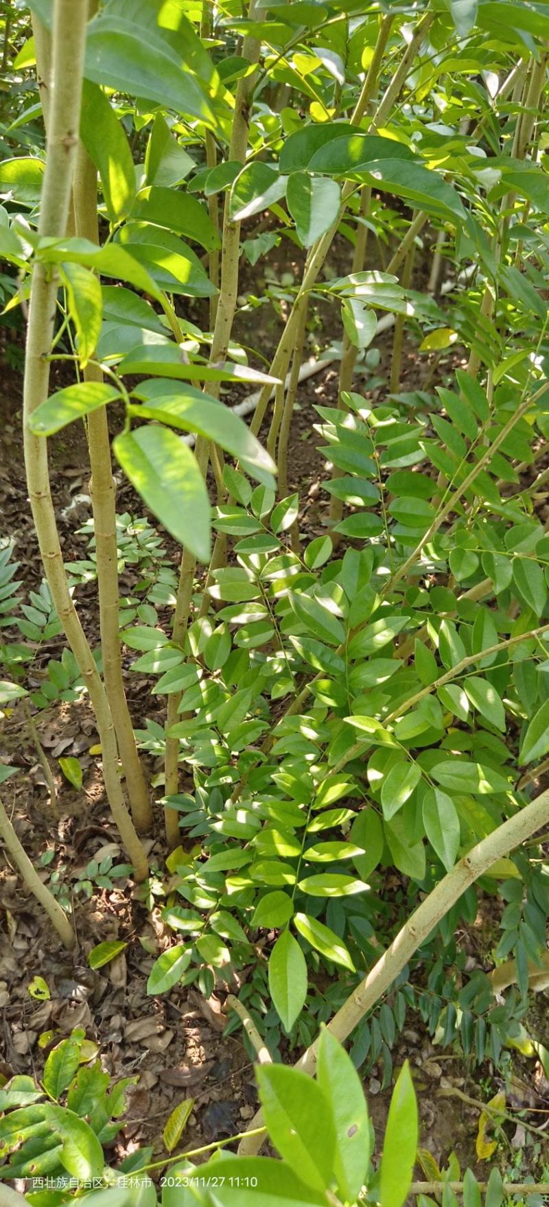 黄花梨苗黄花梨海南黄花梨