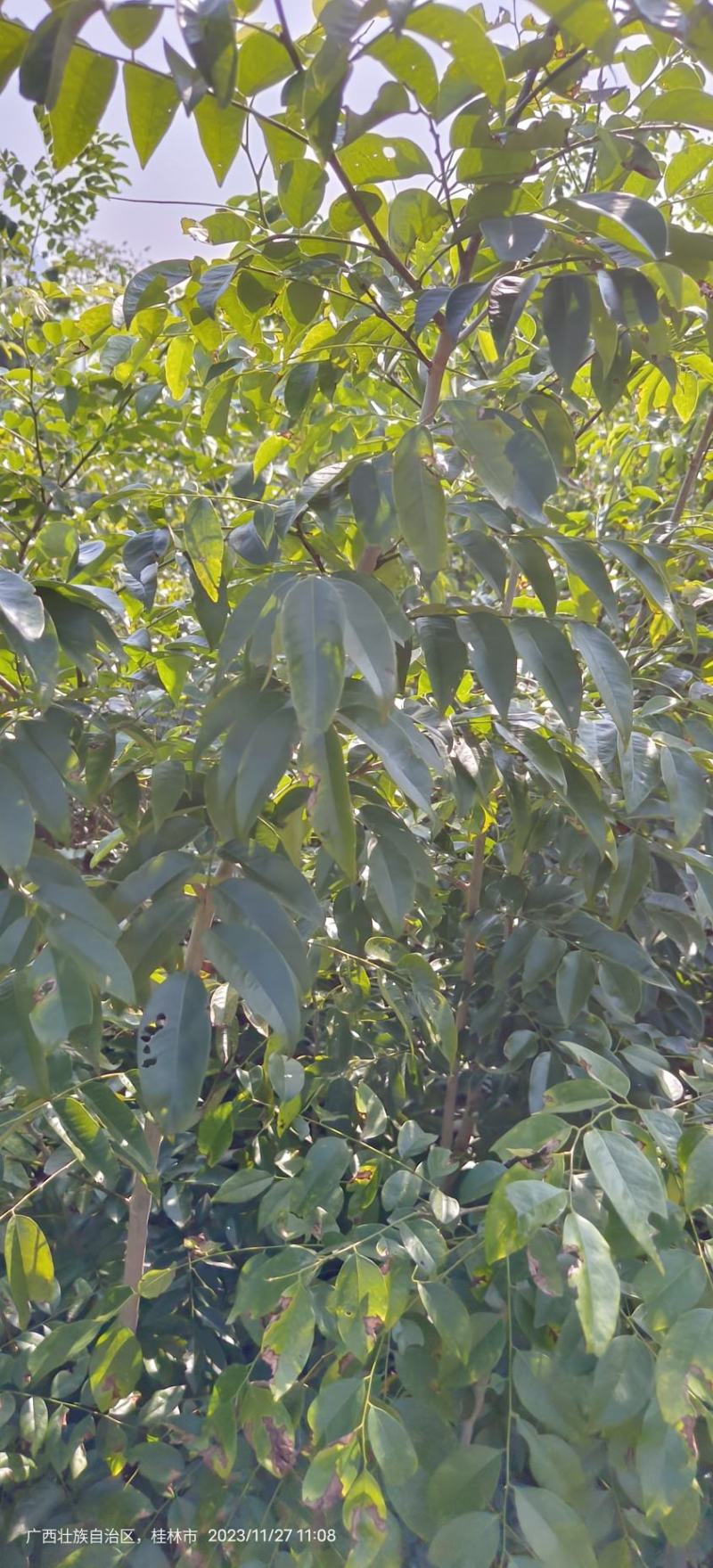 黄花梨苗黄花梨海南黄花梨
