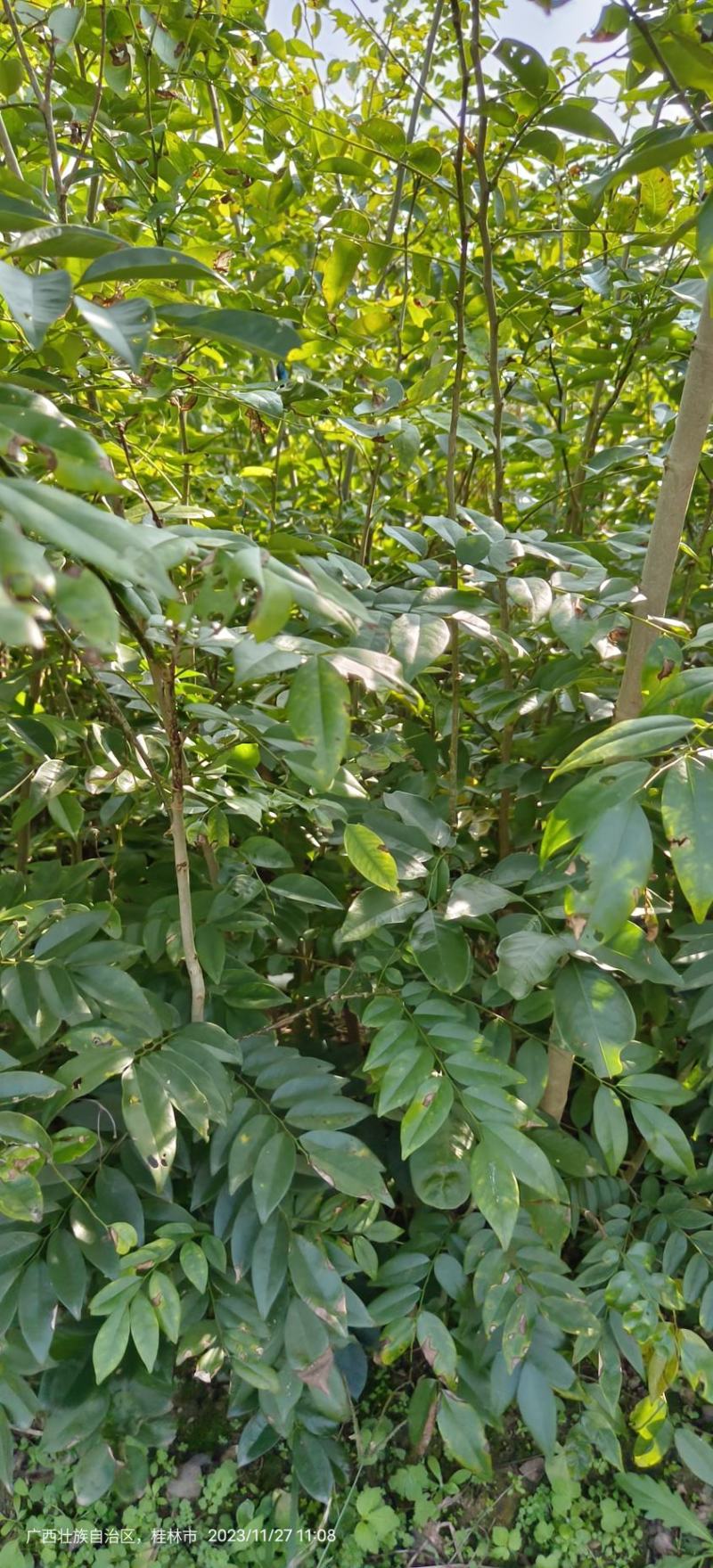 黄花梨苗黄花梨海南黄花梨