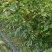 黄花梨苗黄花梨海南黄花梨
