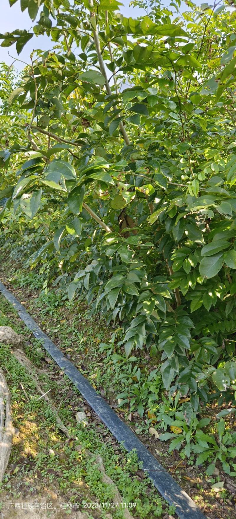 黄花梨苗黄花梨海南黄花梨