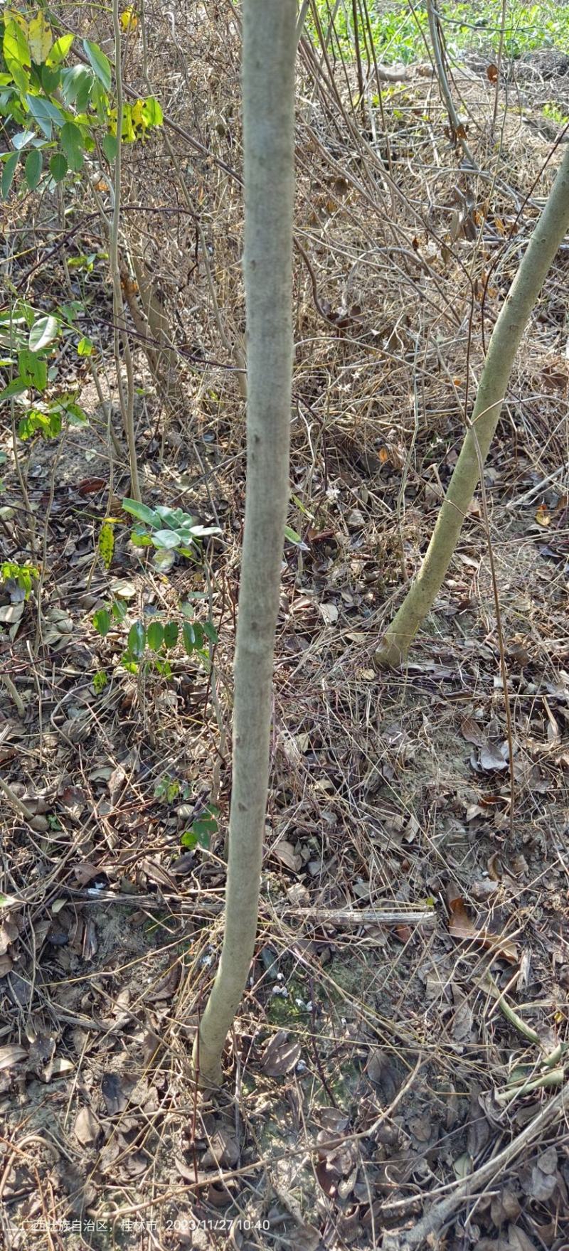 黄花梨苗黄花梨海南黄花梨