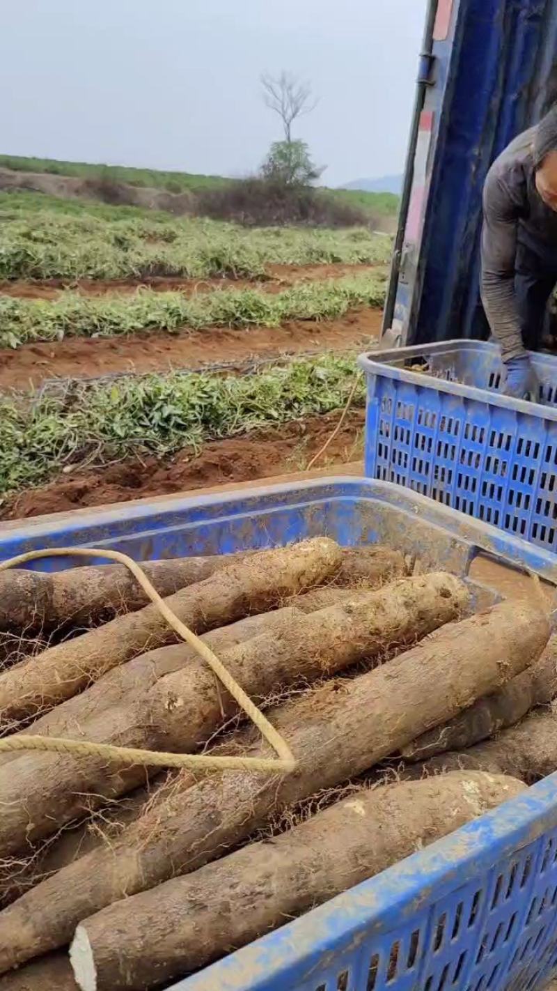 荐！广西山药黑鬼白鬼淮山山药广西产地欢迎订购