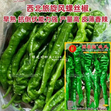 香辣螺丝椒种子豫艺西北旅旋风螺丝辣椒种子大果早熟产量高