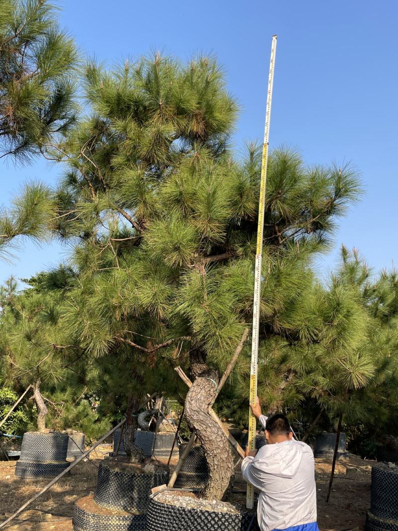 2311苗场基地供应异形弯杆造型山松马尾松