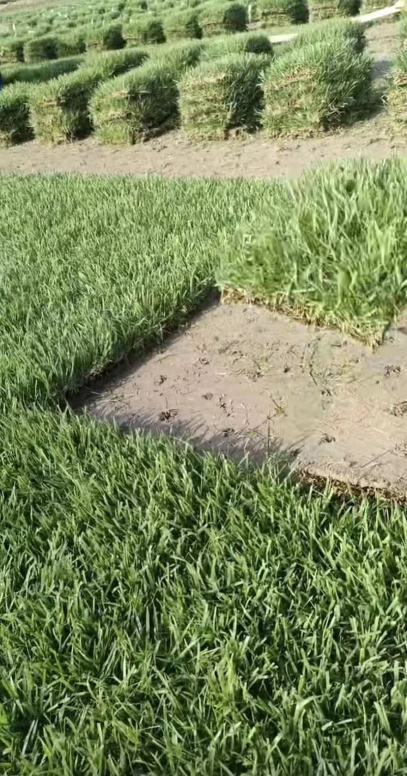 基地直供中华结缕草货源充足需要欢迎来电咨询可视频看货