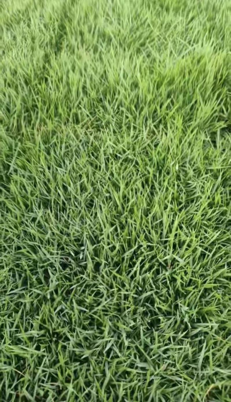 基地直供中华结缕草货源充足需要欢迎来电咨询可视频看货