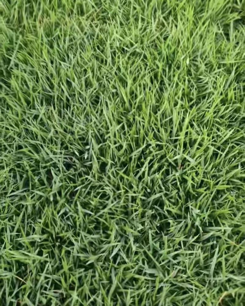 基地直供中华结缕草货源充足需要欢迎来电咨询可视频看货
