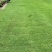 天堂草