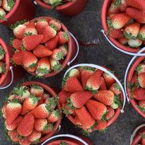 山东临沂万亩精品草莓现已大量上市中，欢迎新老客商洽谈合作