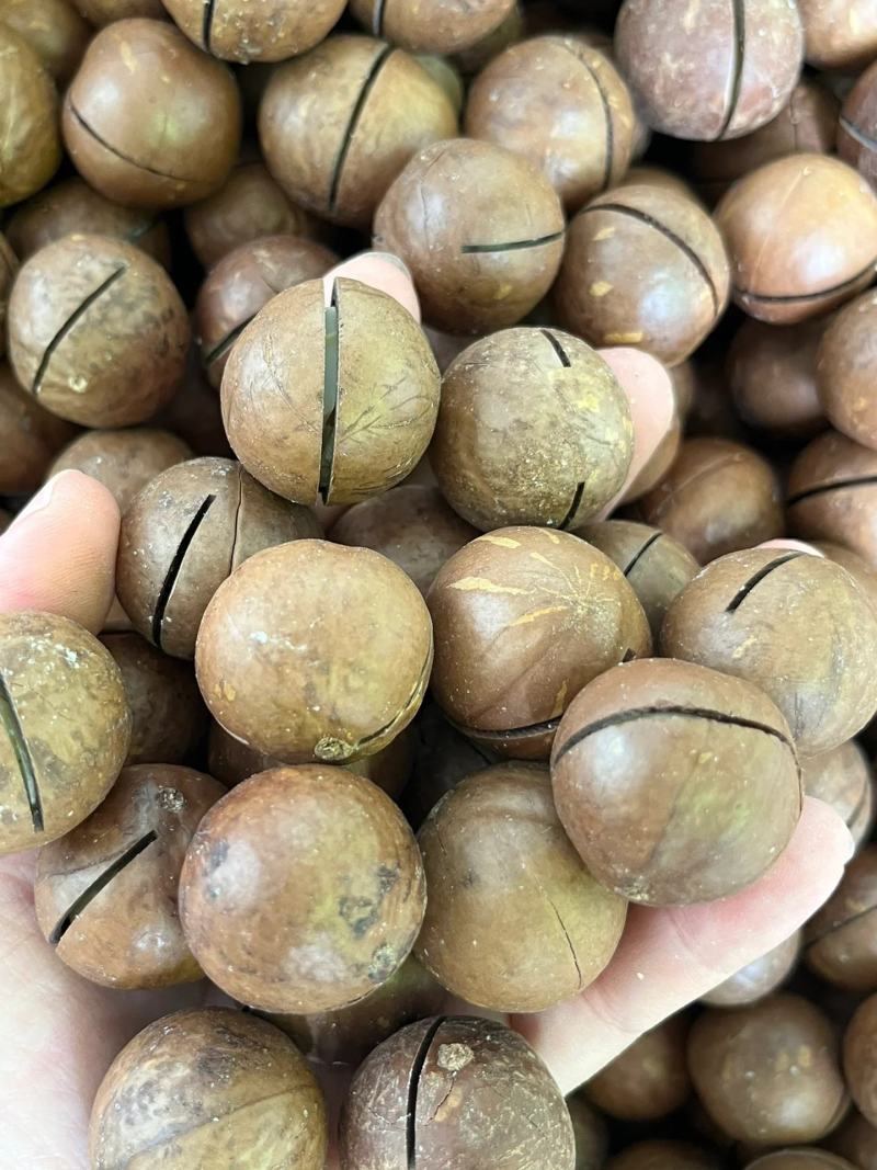 【包邮】夏威夷果大果奶香味夏威夷大果整箱批发价商用批发