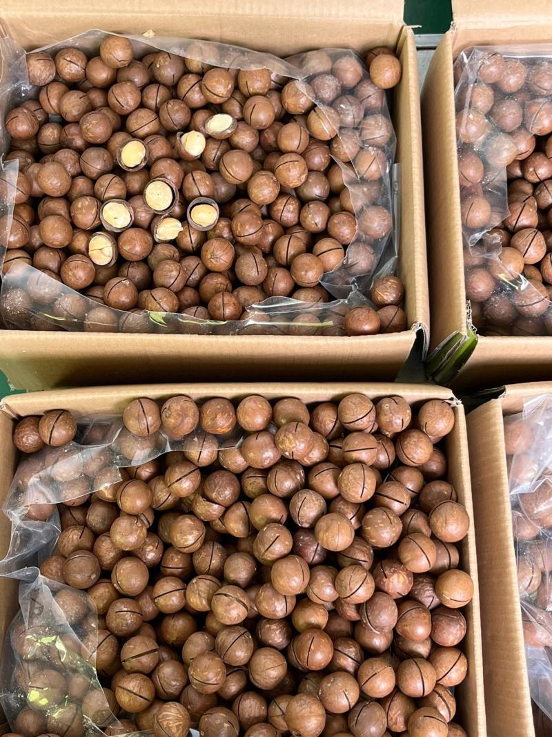 【包邮】夏威夷果大果奶香味夏威夷大果整箱批发价商用批发