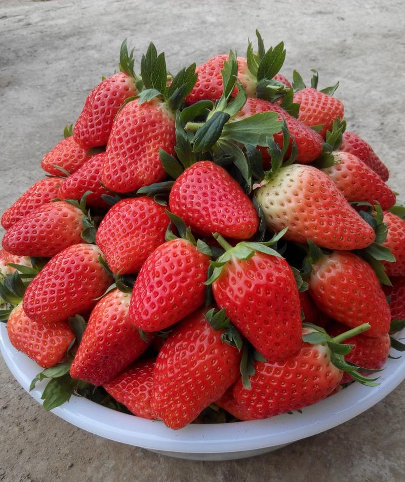《甜宝草莓》山东历城区基地现摘电商批发团购代发