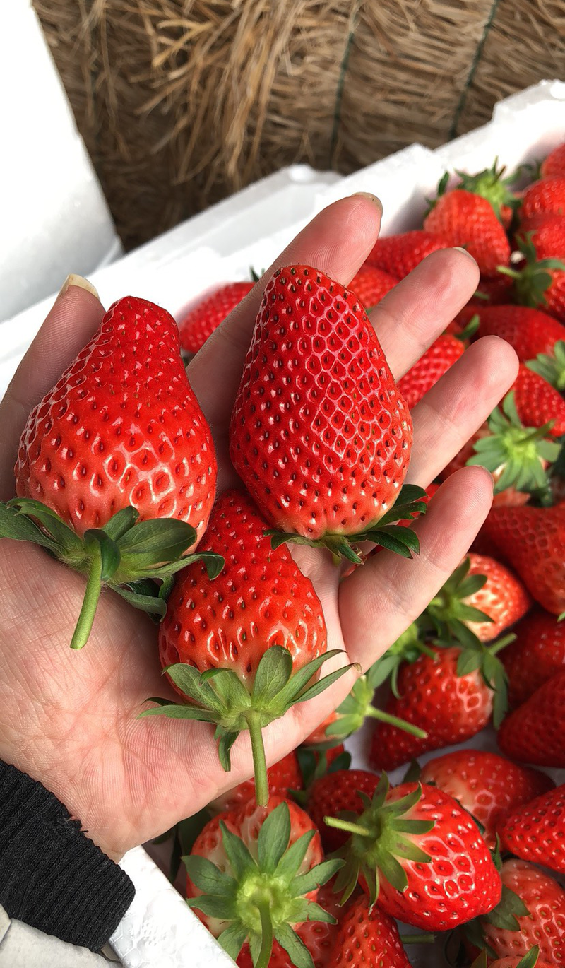《甜宝草莓》山东历城区基地现摘电商批发团购代发