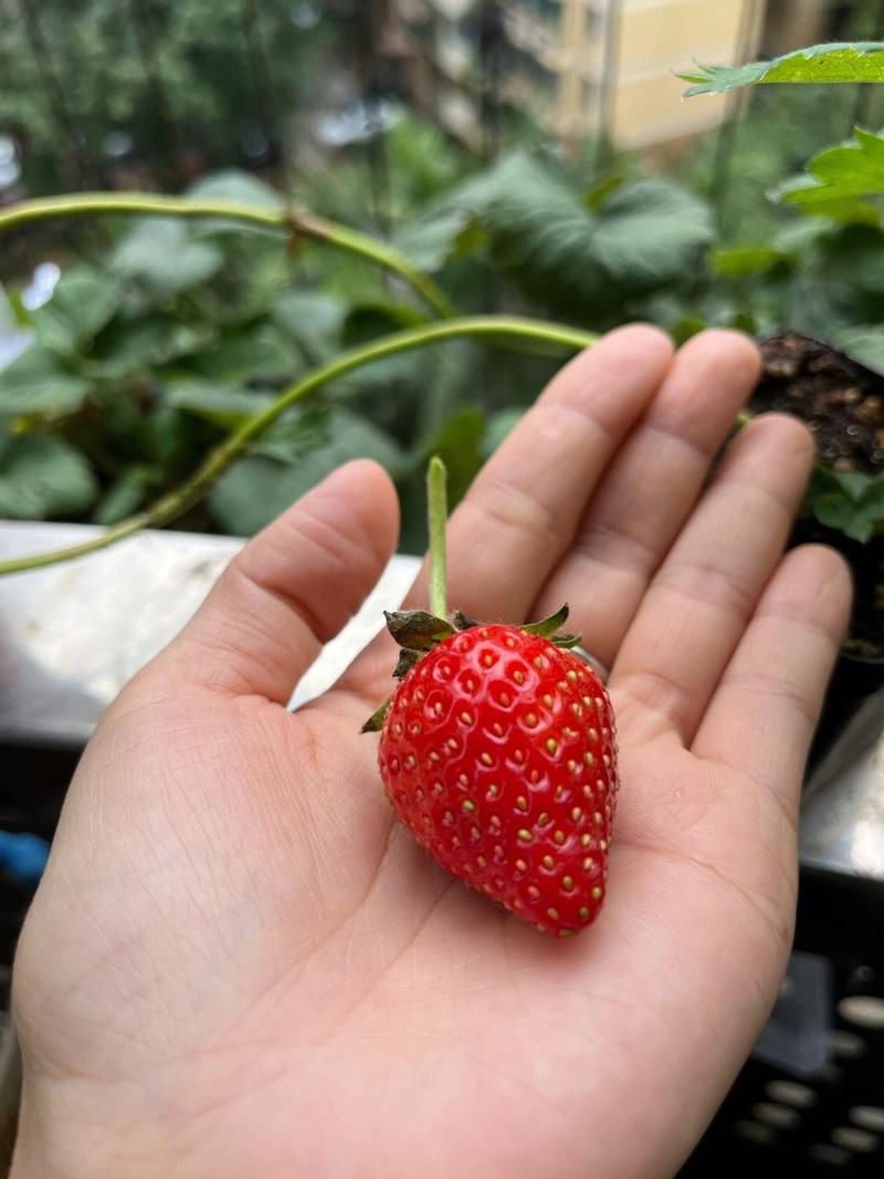 《香野草莓》山东历城区基地现摘电商批发团购代发