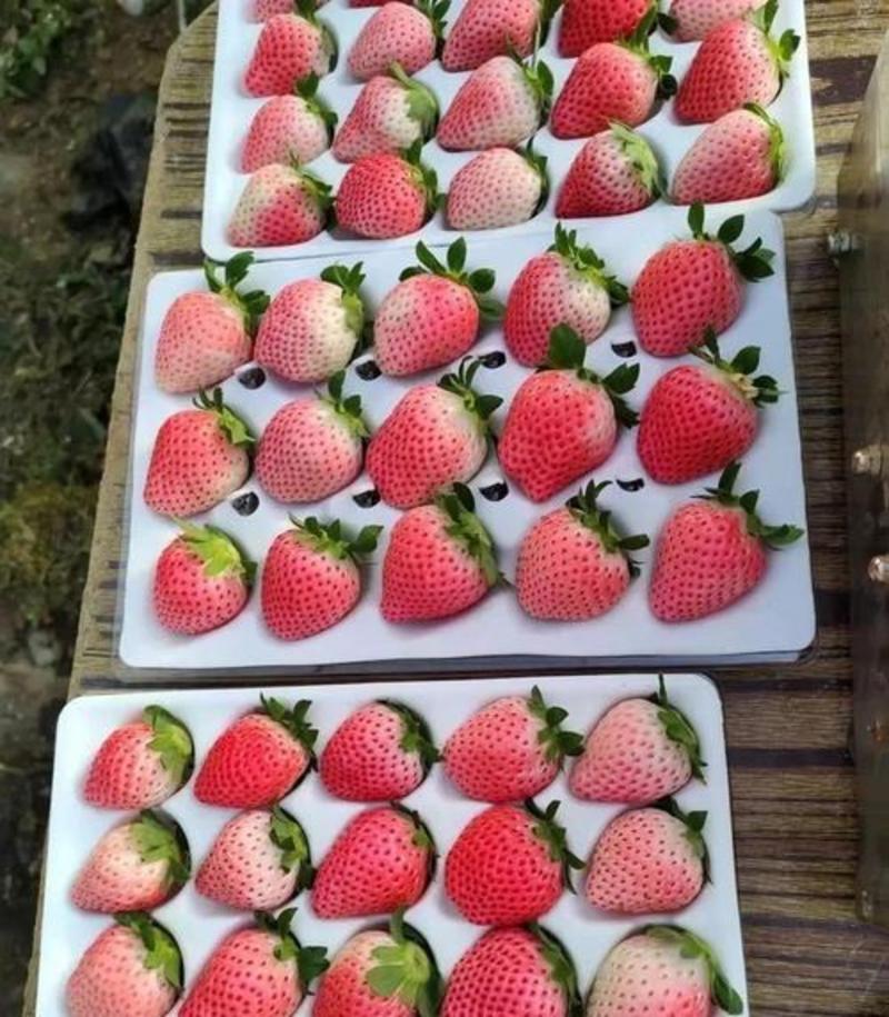 《粉玉草莓》山东历城区基地现摘电商批发团购代发