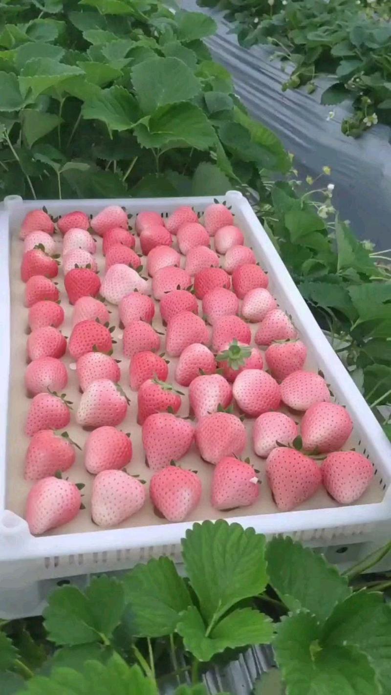 《粉玉草莓》山东历城区基地现摘电商批发团购代发