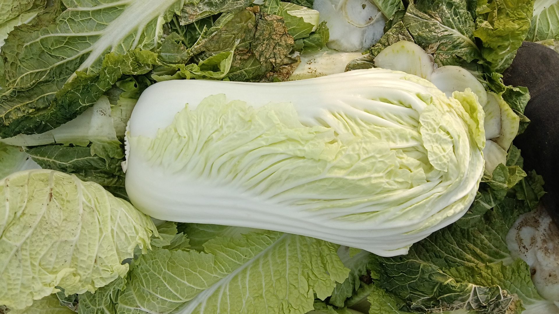 高清微距摄影:新鲜大白菜(京白菜品种)完整叶球横切面,清晰呈现层层包裹的柔嫩叶片结构,叶脉细腻,无褐变或萎蔫,体现高水分、低纤维、低内源性嘌呤的生理特征 大白菜横切特写:饱满紧实的浅黄绿色叶球,外层翠绿叶片包裹,表面带微霜,水珠晶莹,展现新鲜脆嫩质地