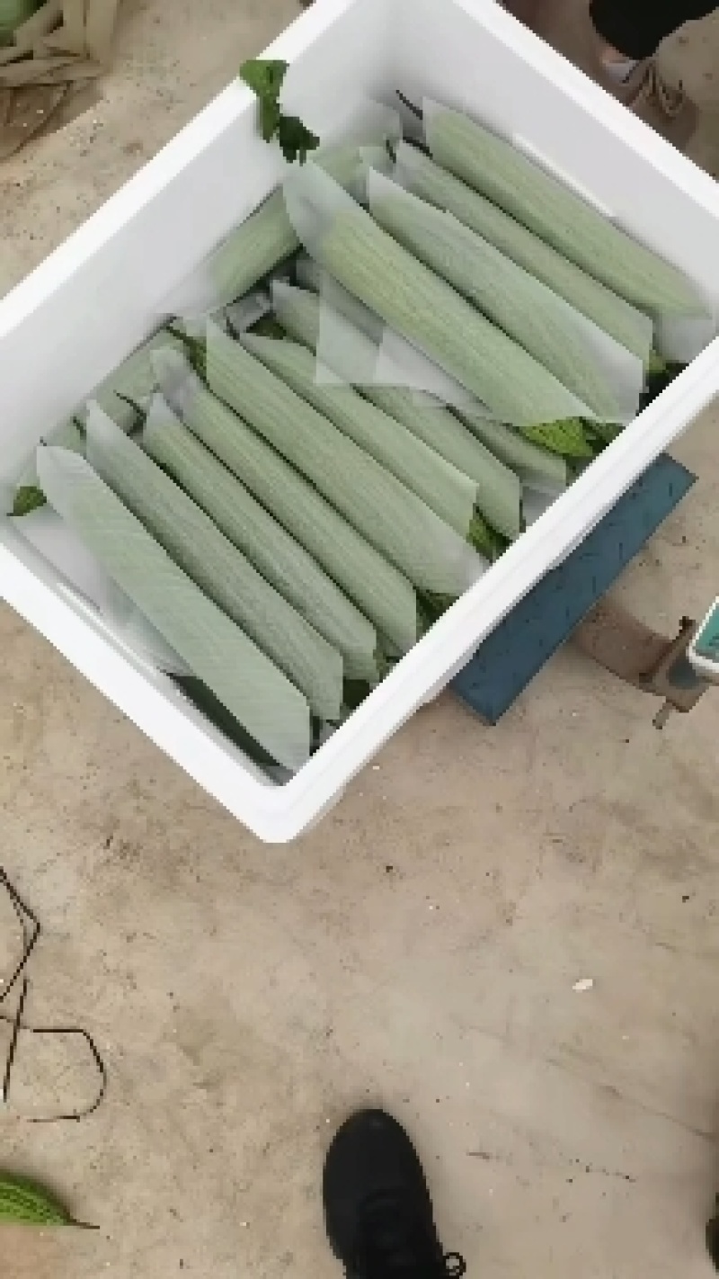 【油绿苦瓜】潍坊油绿苦瓜视频看货实地看货满意为止对接市场商超
