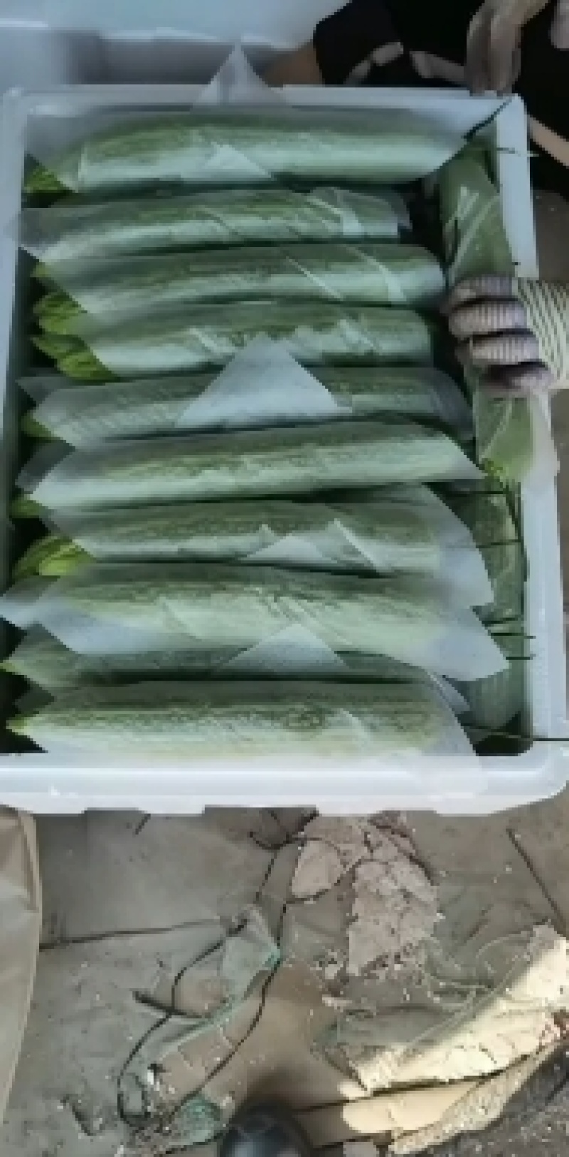 【油绿苦瓜】潍坊油绿苦瓜视频看货实地看货满意为止对接市场商超